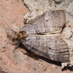 Ochropacha duplaris