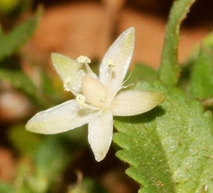 Glinus oppositifolius