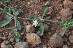 Glinus oppositifolius