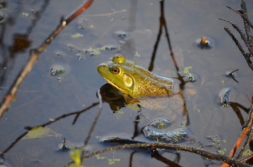 American Bullfrog