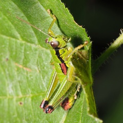 Odontopodisma decipiens