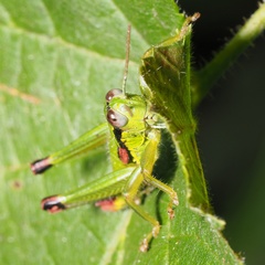 Odontopodisma decipiens