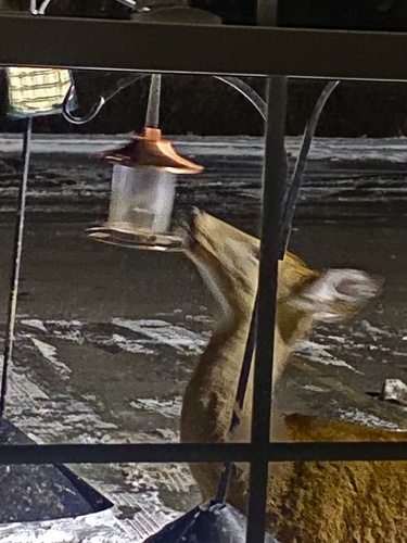 White-tailed Deer photographed in New York