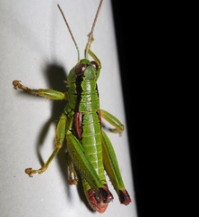 Odontopodisma decipiens