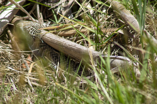 Tiger Snake sighting