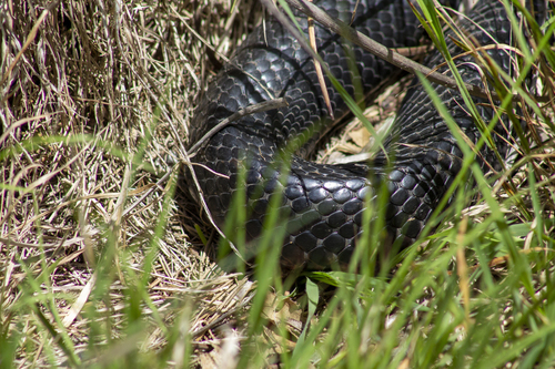 Red-bellied Black Snake sighting