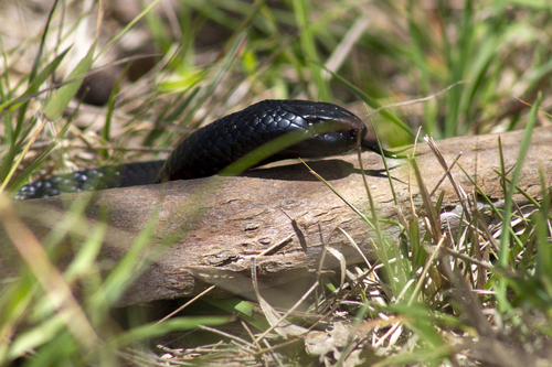 Red-bellied Black Snake sighting