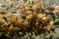 Pempheris compressa