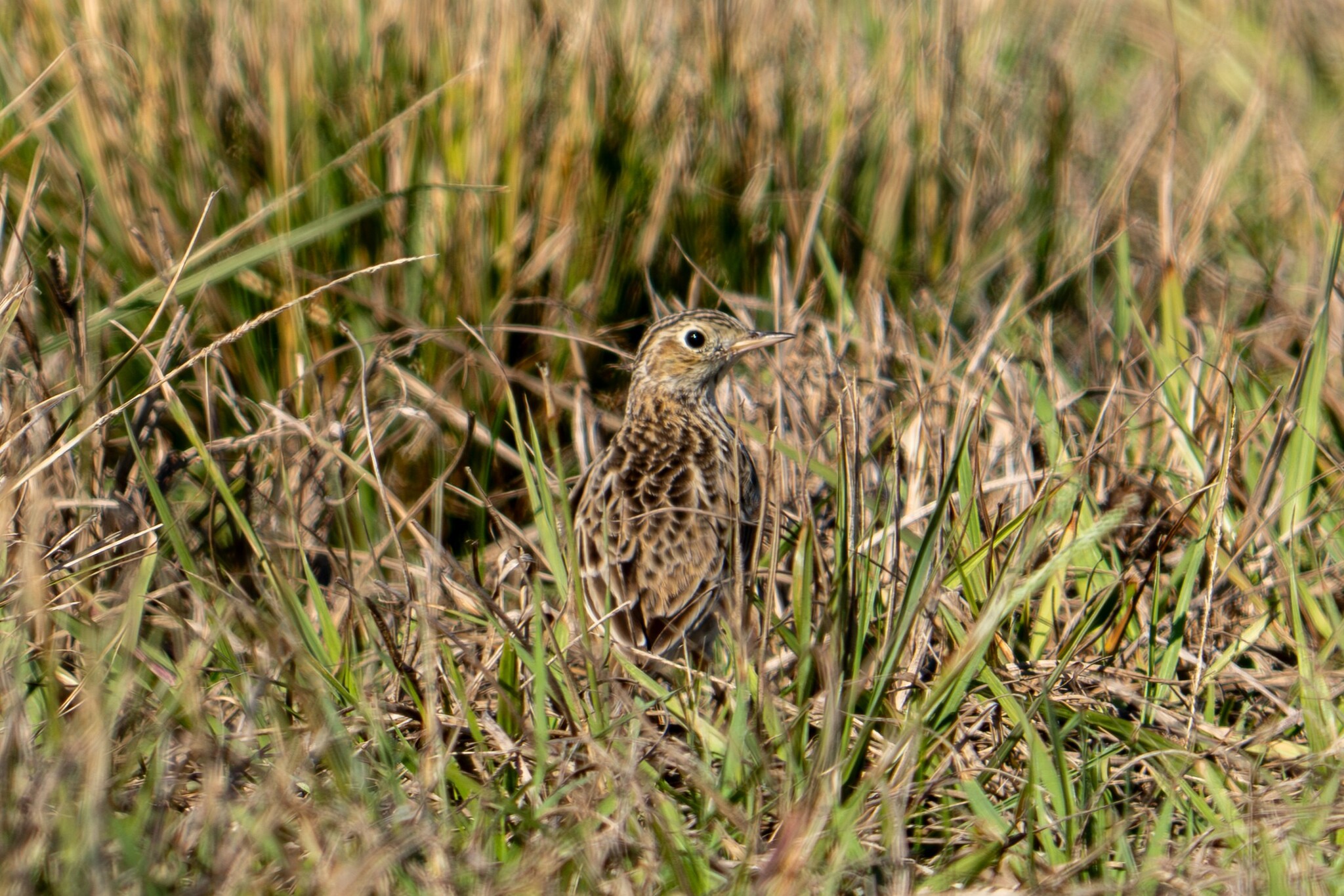 Sprague's Pipit (Anthus spragueii), photo 6