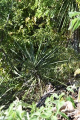 Yucca capensis