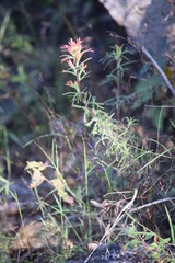 Castilleja bryantii