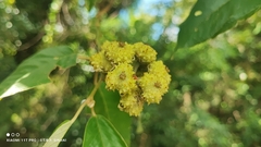 (c) Thomaz Ricardo Favreto Sinani, some rights reserved (CC BY) Croton floribundus, photograph (c) Thomaz Ricardo Favreto Sinani, some rights reserved (CC BY)