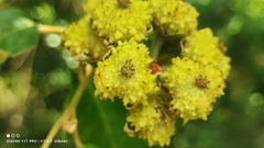 (c) Thomaz Ricardo Favreto Sinani, some rights reserved (CC BY) Croton floribundus, photograph (c) Thomaz Ricardo Favreto Sinani, some rights reserved (CC BY)