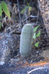 Mammillaria phitauiana