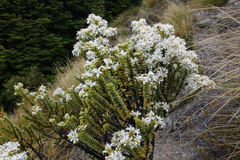 Veronica buchananii