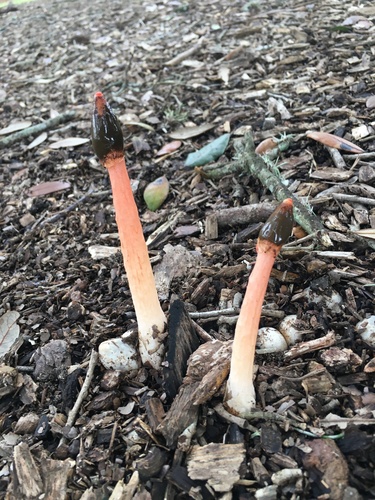 Wrinkly Stinkhorn