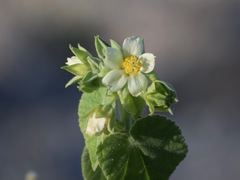Abutilon xanti