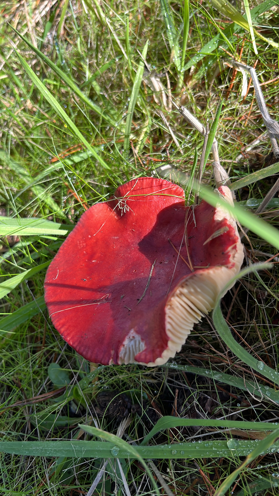 Russula rhodocephala · November 2025 · photo: © pjwbotany (iNaturalist, cc-by)