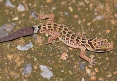 Cyrtodactylus zebraicus