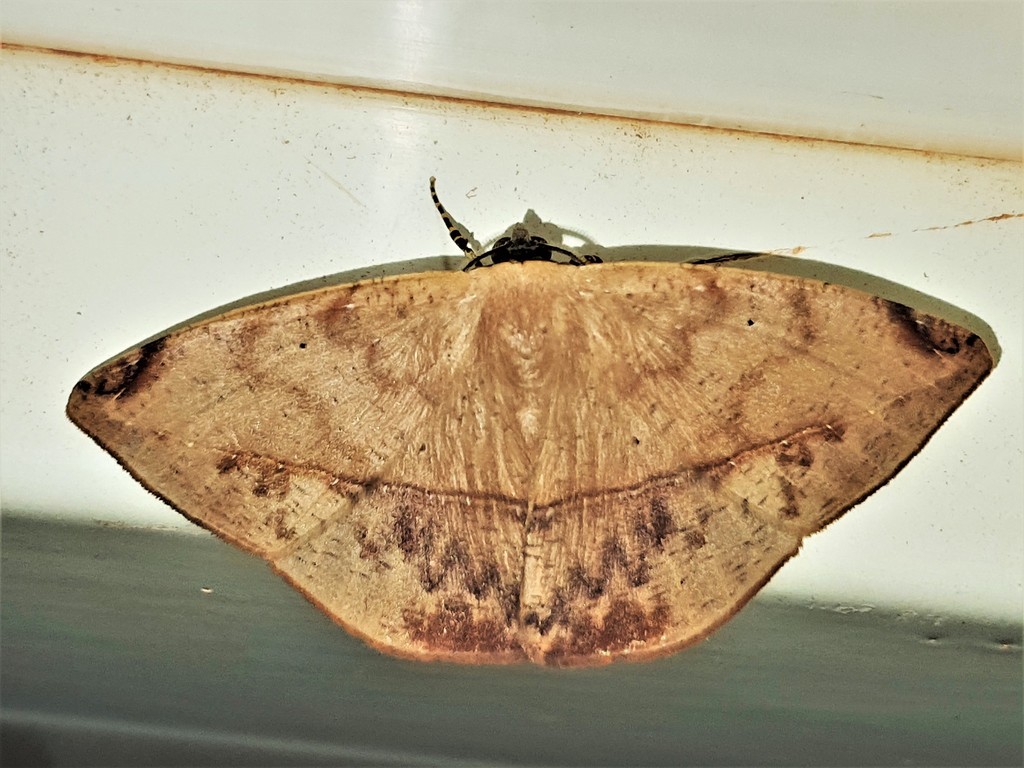 Herbita lilacina