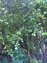 Sideroxylon peninsulare