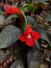 Kohleria inaequalis