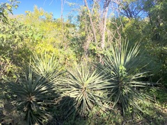 Yucca capensis