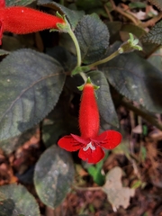 Kohleria inaequalis