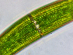 Closterium costatum