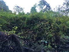 Vitis peninsularis