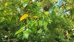 (c) Thomaz Ricardo Favreto Sinani, some rights reserved (CC BY) Croton floribundus, photograph (c) Thomaz Ricardo Favreto Sinani, some rights reserved (CC BY)