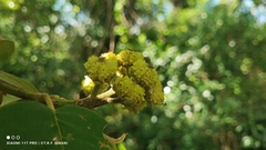 Croton floribundus, photograph (c) Thomaz Ricardo Favreto Sinani, some rights reserved (CC BY)