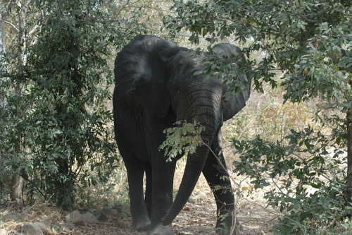 Forest Elephant