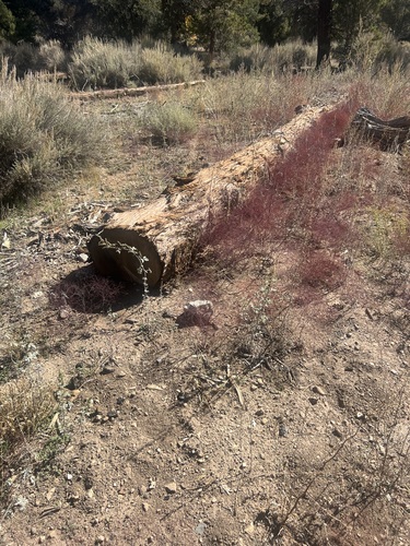 Parish's wild buckwheat (Eriogonum parishii)