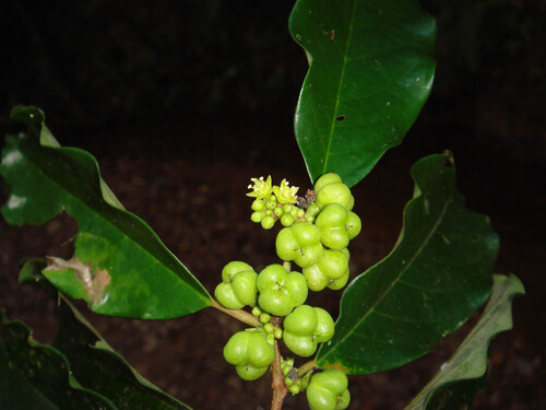 Cleistanthus stipitatus in life