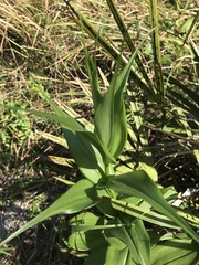 Gloriosa superba