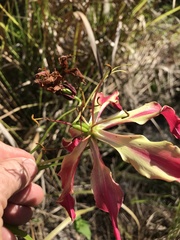 Gloriosa superba