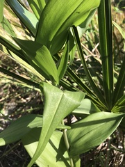 Gloriosa superba