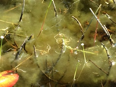 Eriocaulon aquaticum