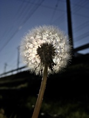Taraxacum officinale