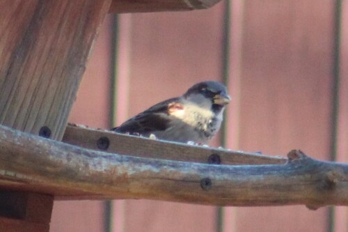 House Sparrow photographed in Idaho