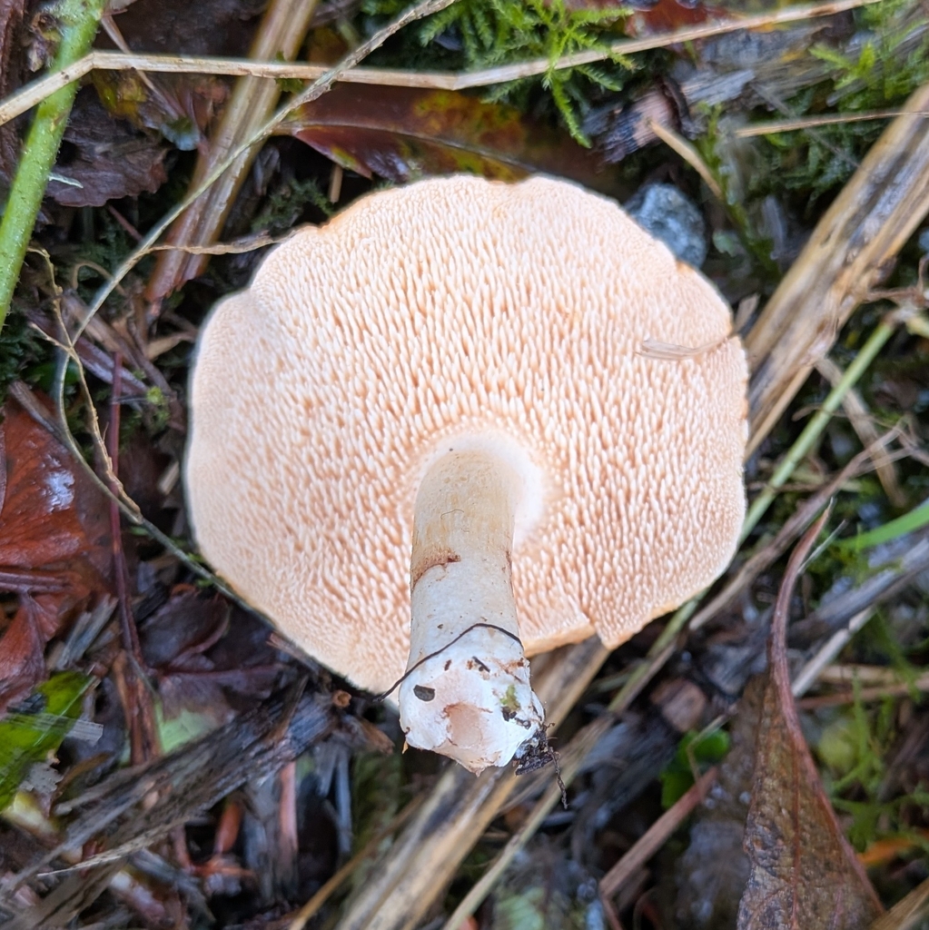 Hydnum umbilicatum · December 2025 · photo: © ssquazzo (iNaturalist, cc-by)