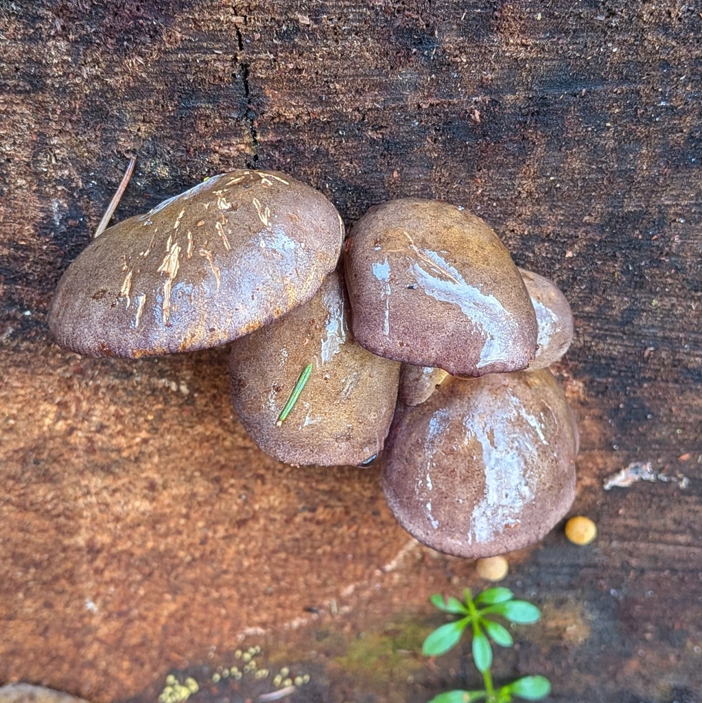 Sarcomyxa serotina · December 2025 · photo: © ssquazzo (iNaturalist, cc-by)
