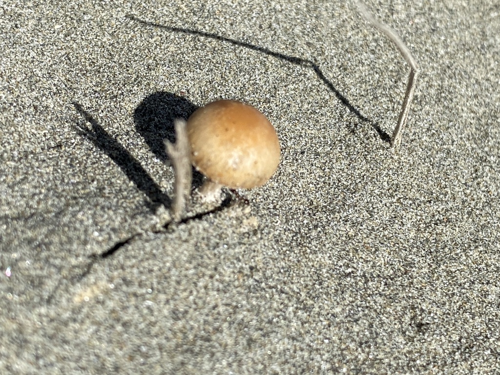 Psathyrella ammophila · July 2025 · photo: © courtney_92 (iNaturalist, cc-by)