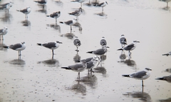 Leucophaeus atricilla