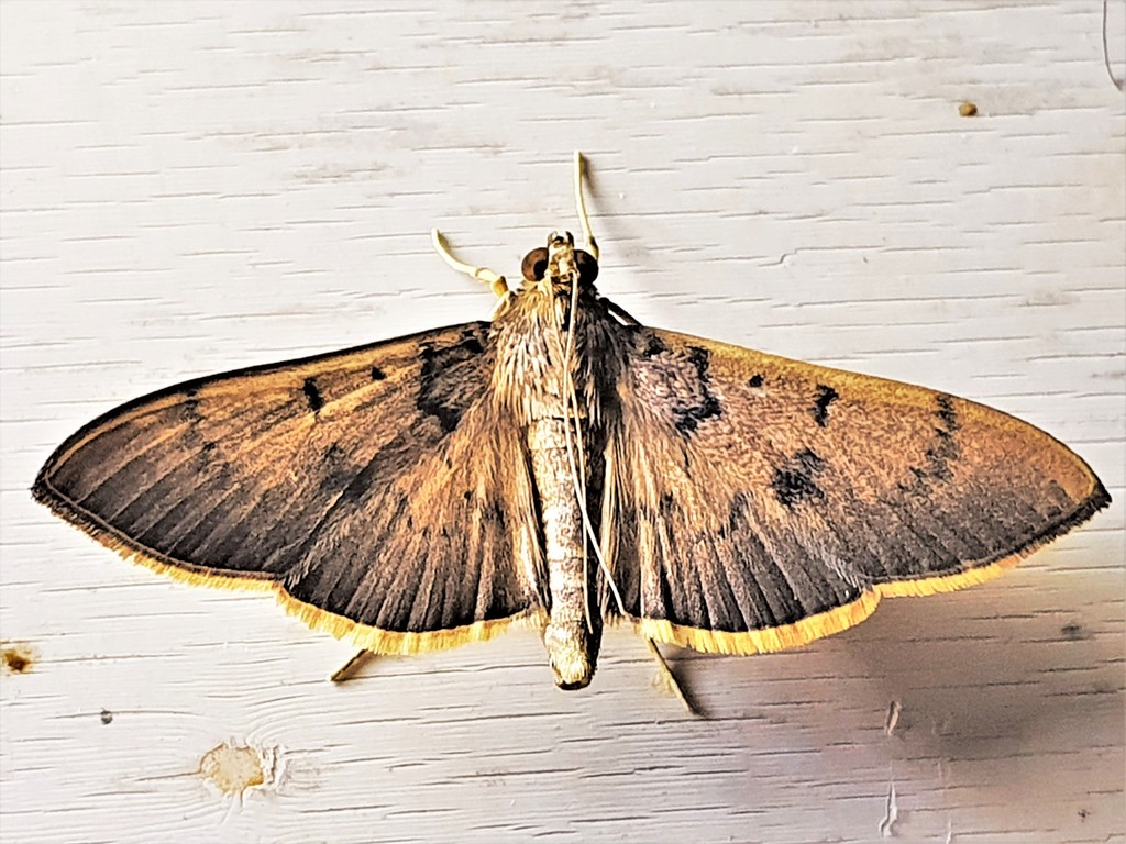 Omiodes alboanalis