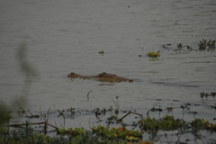 Crocodylus suchus
