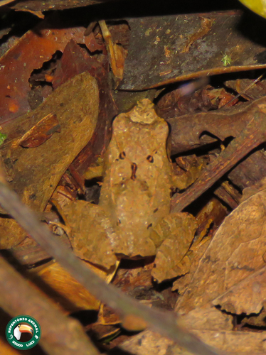 Girard's Robber Frog, Ischnocnema parva