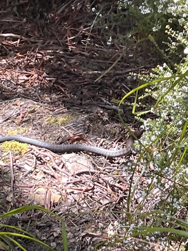 Tiger Snake sighting