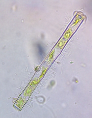 Groenbladia neglecta